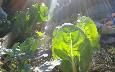 Nuestro huerto escolar en otoño