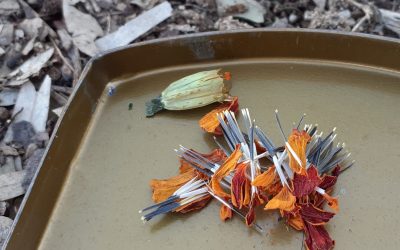 Historias de la Huerta: Flores y semillas
