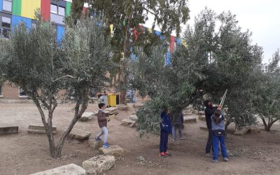 Poda de olivos y viñas