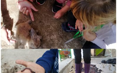 ¡Cómo nos gustan los animales!