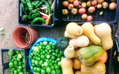 Cosecha de otoño y alimentación saludable