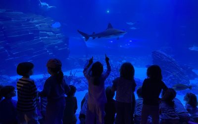 Visitamos el “Atlantis Aquarium”