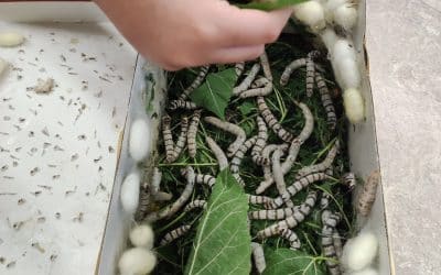 Nuestros queridos insectos